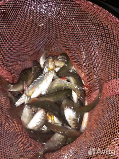 Живец для рыбалки