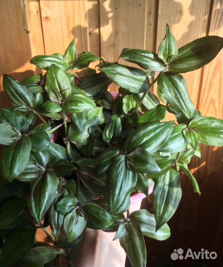 Традесканции сортовые коллекция