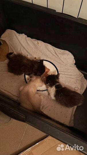 Ласковые котята в добрые руки