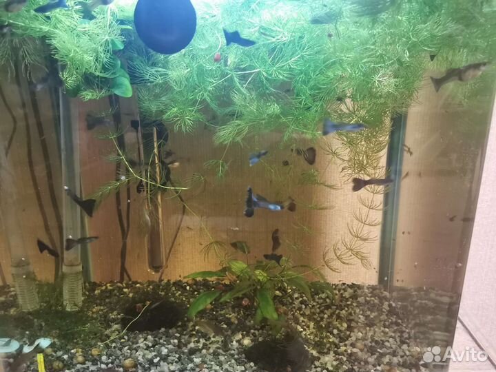 Аквариумные рыбки