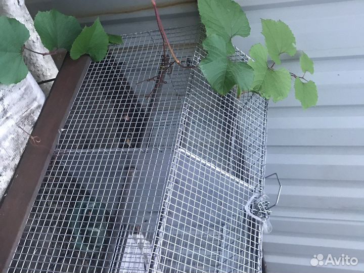 Клетки для птиц