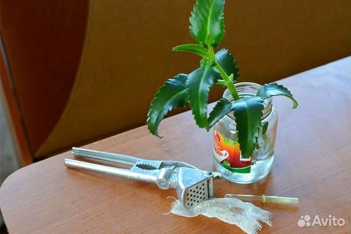 Каланхое лечебное растение Дегремона