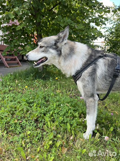 Молодой кобель Лайка в добрые руки