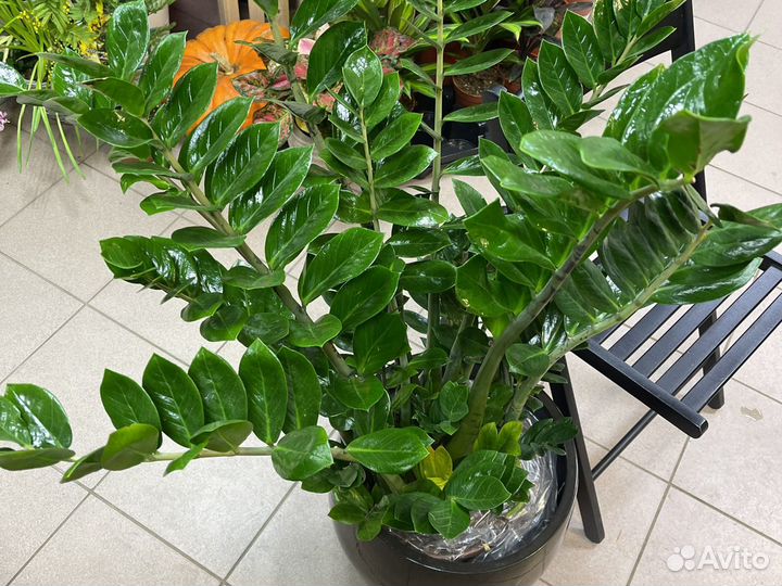 Замиокулькас Н110