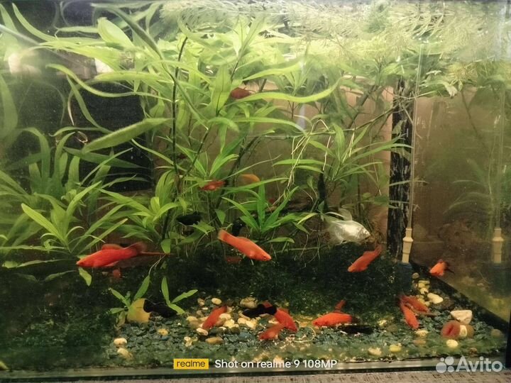 Аквариумные рыбки