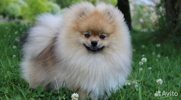 Передержка собак маленьких пород