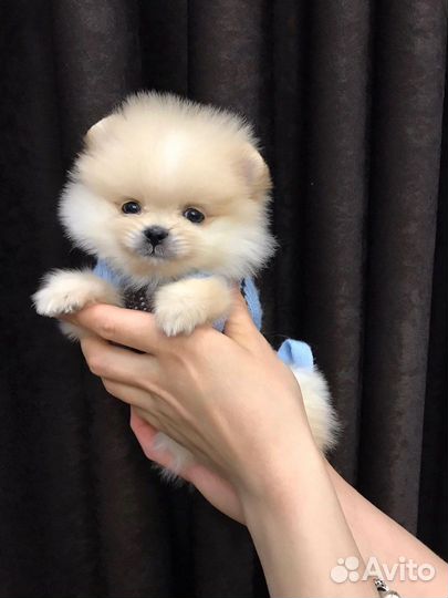 Шпицы mini и померанцы