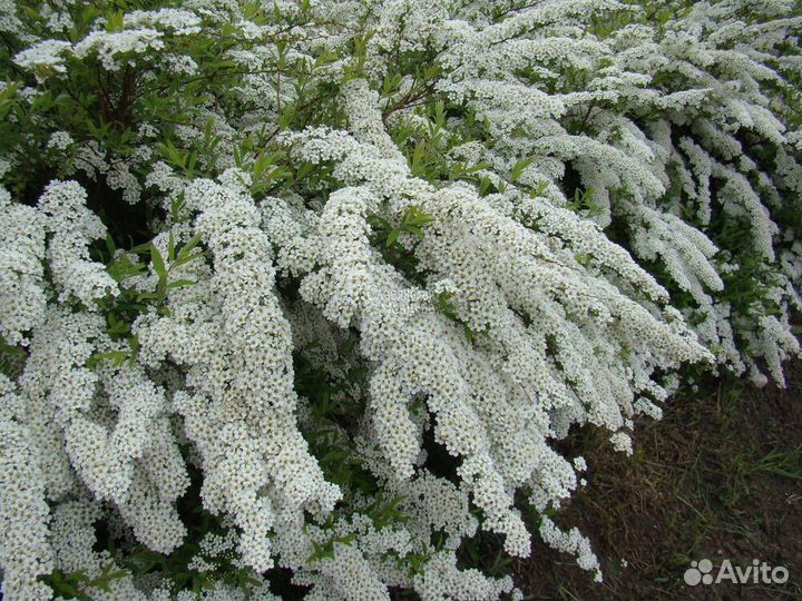 Спирея Грефшейм