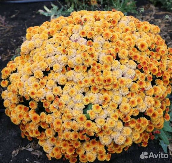 Хризантема шаровидная (мультифлора)