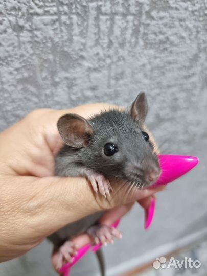 Декоративная крыса