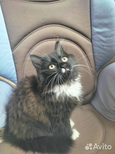 Кот