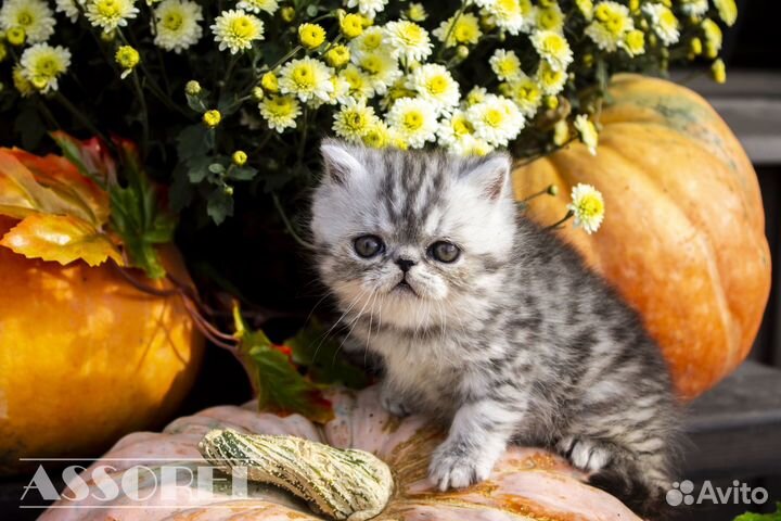 Экзотическая