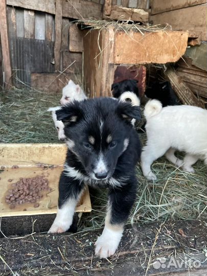 Собаки щенки