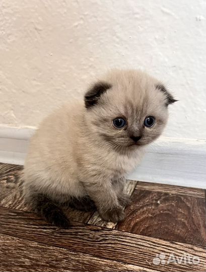 Британские котята