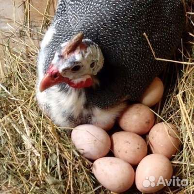 Инкубационное яйцо цесарки