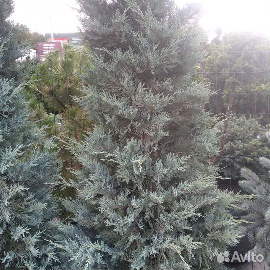 Можжевельник 2м европейский