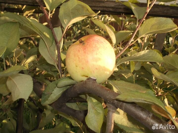 Саженцы яблони