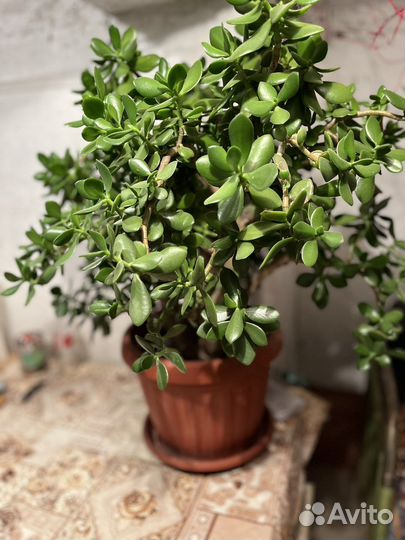 Толстянка, денежное дерево