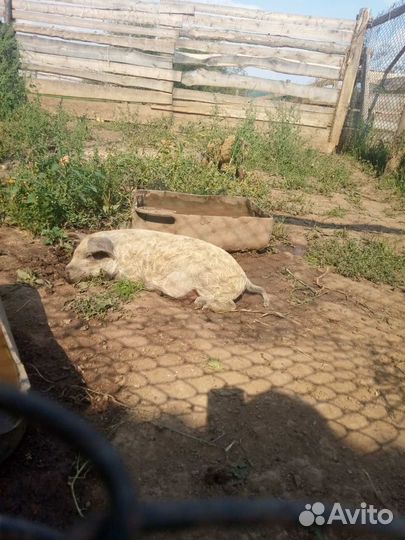 Продам поросят венгерской мангалицы