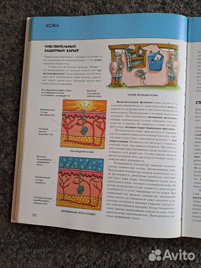 Энциклопедия Человек