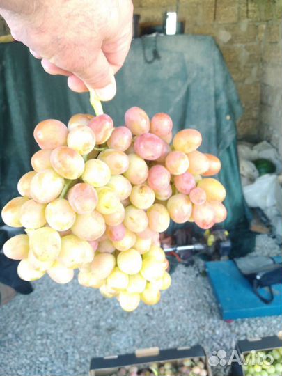 Виноград высший сорт