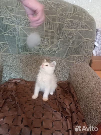 Котенок мальчик бесплатно в добрые руки