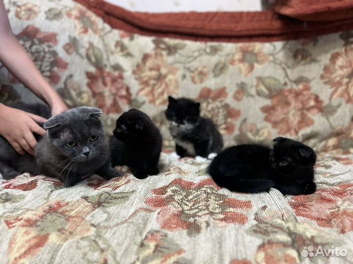 Котята шотландские