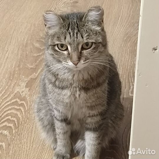 Потерялась кошка