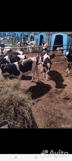 Бычки и Тёлки