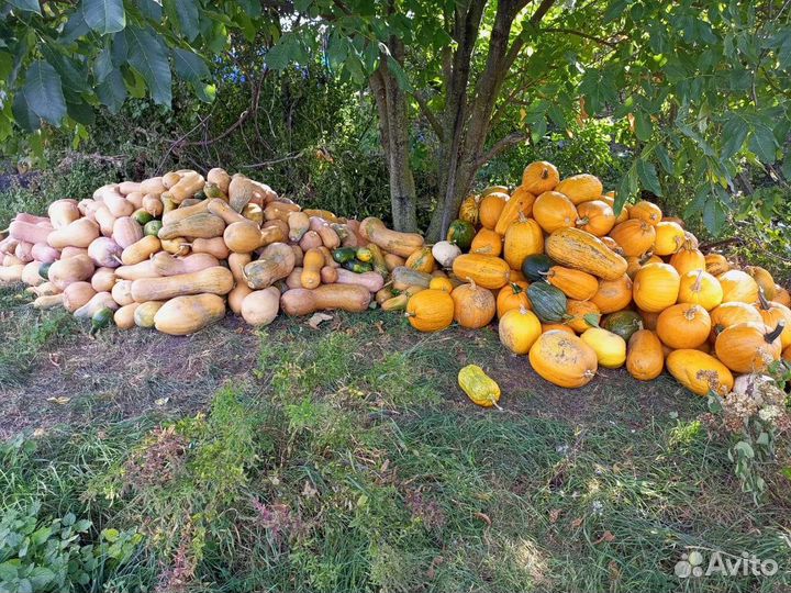 Тыква кормовая