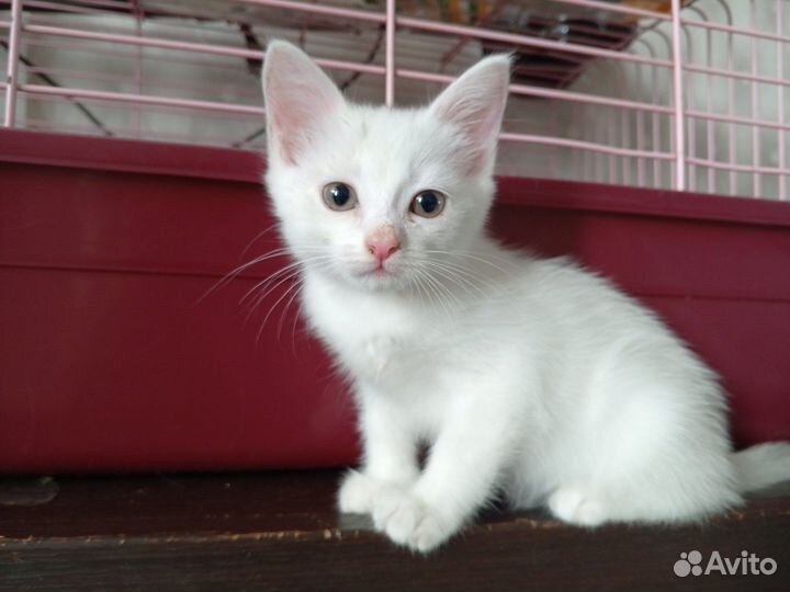 Котенок в добрые руки