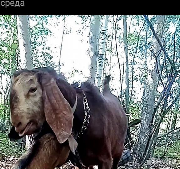 Козёл Нуб Камори