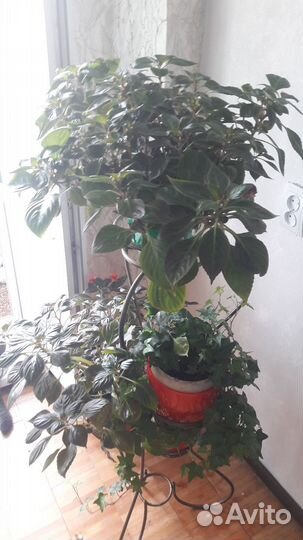 Бальзамин и зебрена