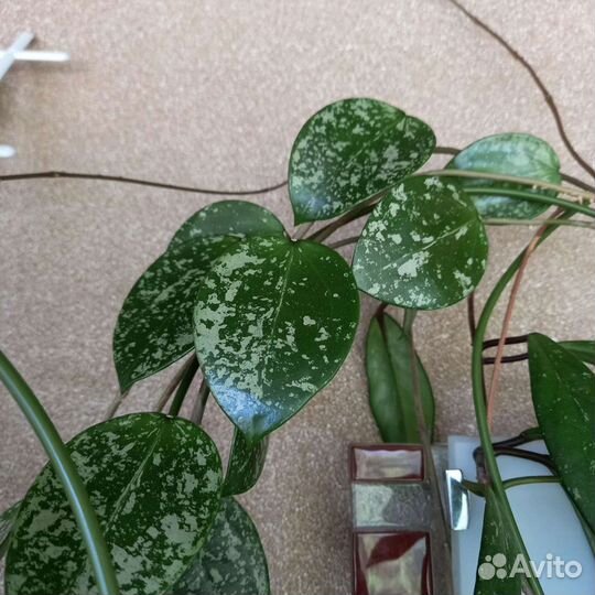 Хойи сортовые