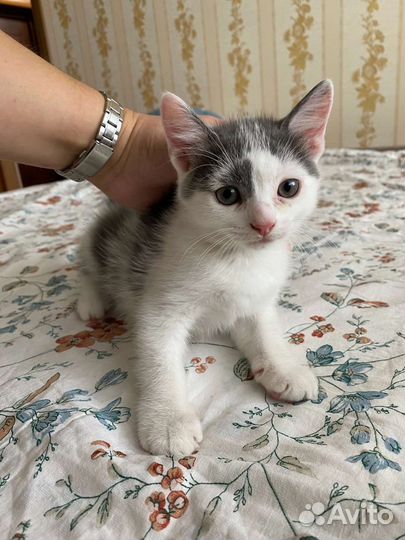 Котенок в добрые руки