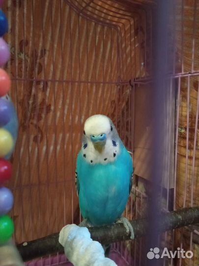 Пара волнистых попугаев