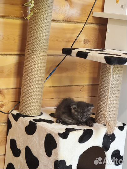Черный котенок