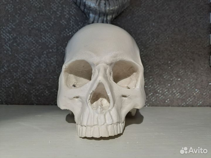 Череп гипсовый