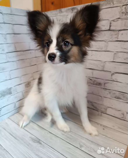 Красотка Гретта