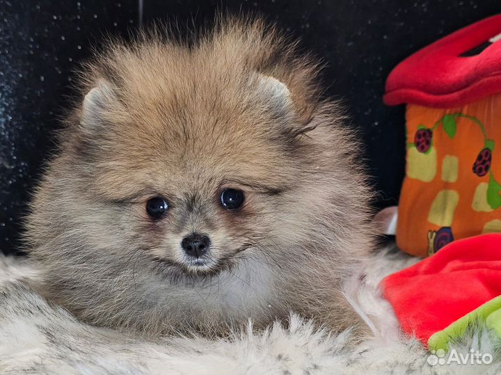 Померанский шпиц мини девочка
