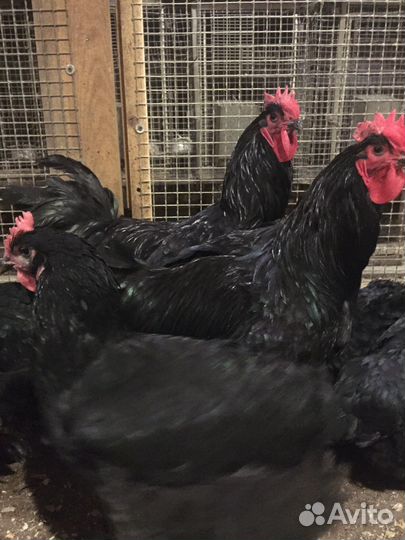Черные петухи И куры доставка