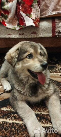 Собака в добрые руки отдам бесплатно щенок