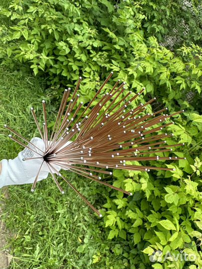 Веник даосский