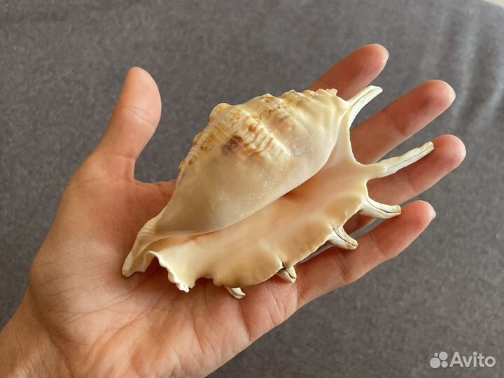 Ракушка морская большая