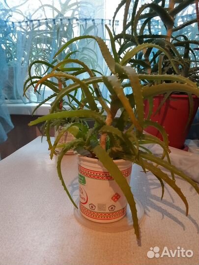 Алоэ лечебный