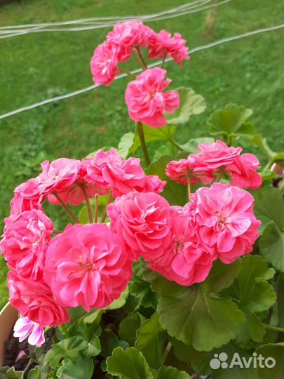 Герань пеларгония