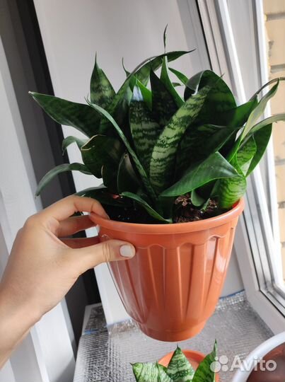 Сансевиерия ханни