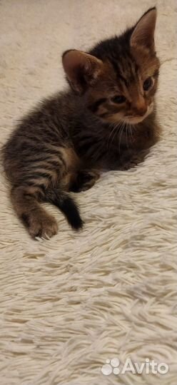Котенок в добрые руки