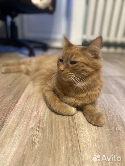 Кот в добрые руки