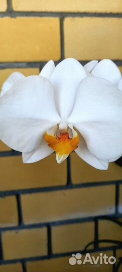 Аминосил для орхидей 250мл